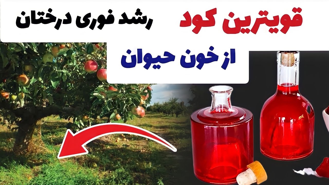 قویترین کود طبیعی از خون حیوانات ساختم چندبرابر کود آهن است | پر قدرت و طبیعی