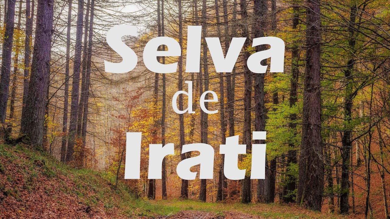 SELVA de IRATI en 4K