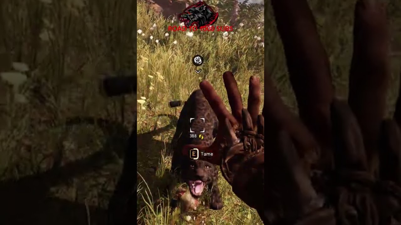 Taming black jaguar