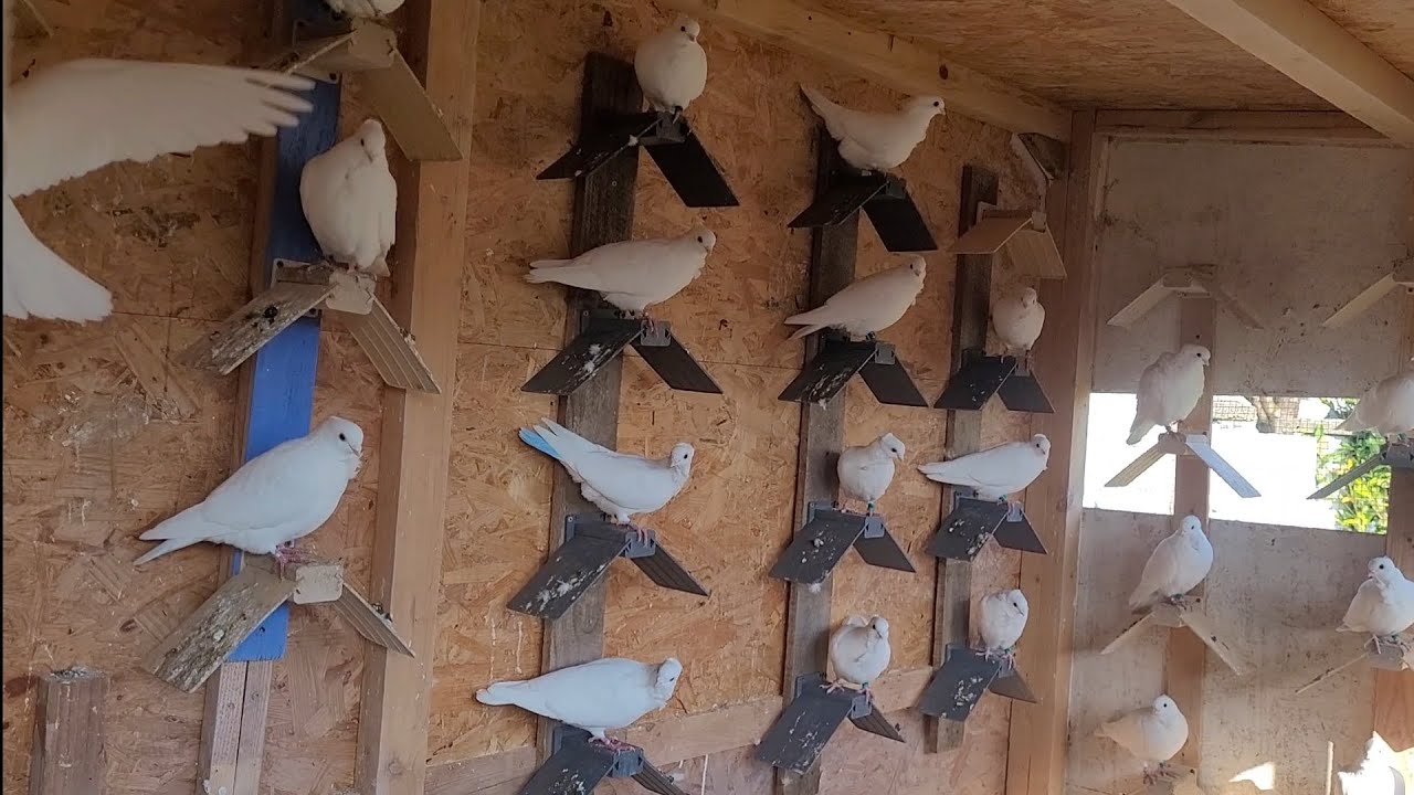 🕊🕊🕊مطيار ارافل للعيوكم وشكرن للمشتركين والتعليقات الحلوا ١❤️❤️❤️❤️