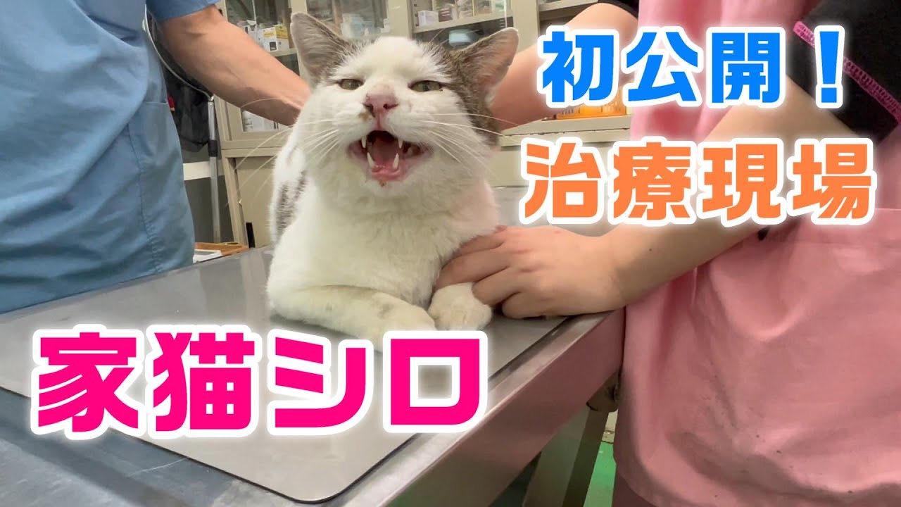 【初公開】家猫シロの診察室での素顔：猫白血病発症リスクの歯周病定期治療の様子【オリジナル曲】
