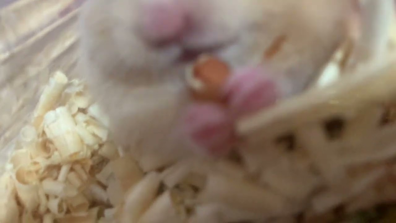 햄스터 먹방 