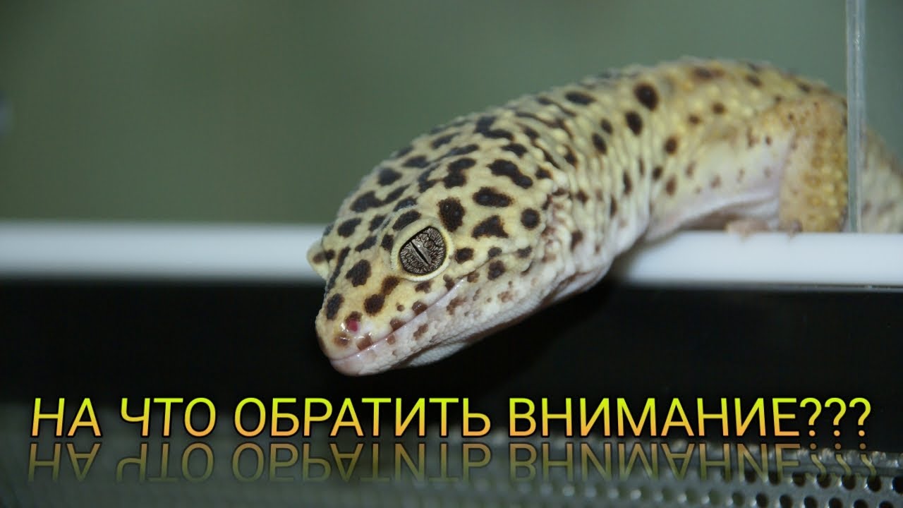 НА ЧТО ОБРАТИТЬ ВНИМАНИЕ ПРИ ПОКУПКЕ ЭУБЛЕФАРА???