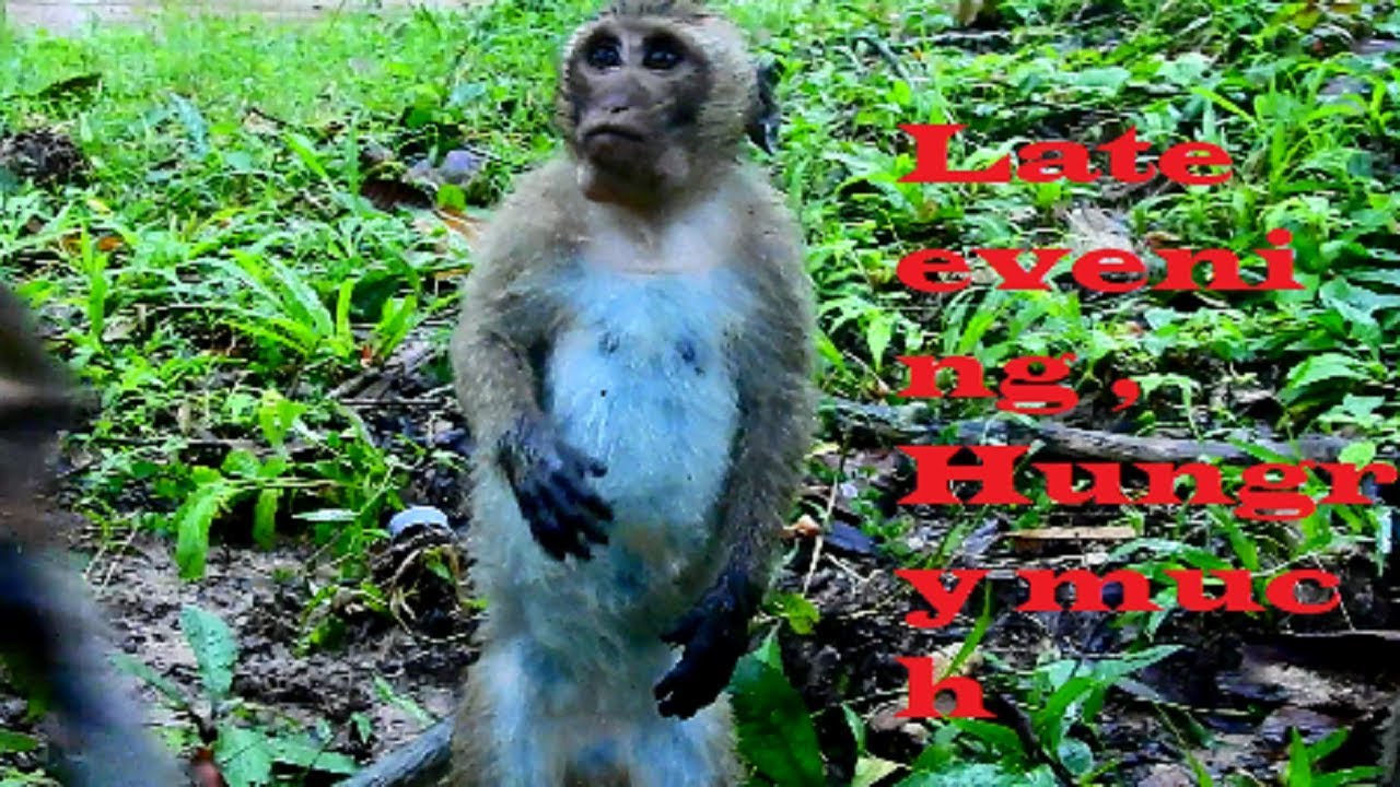 Millions pity on Wildlife monkeys !! How hungry they are ,we have small food for you