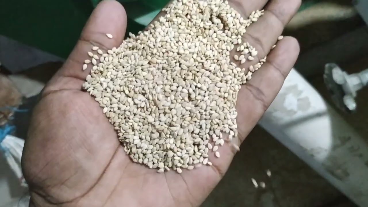 FOWLER WESTRUP GRAVITY SEPARATOR on Sesame Seeds
