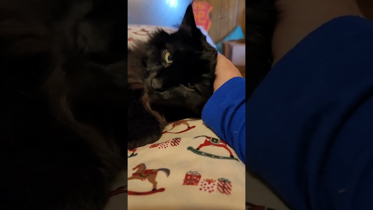 Cat love. Can't get enough. 