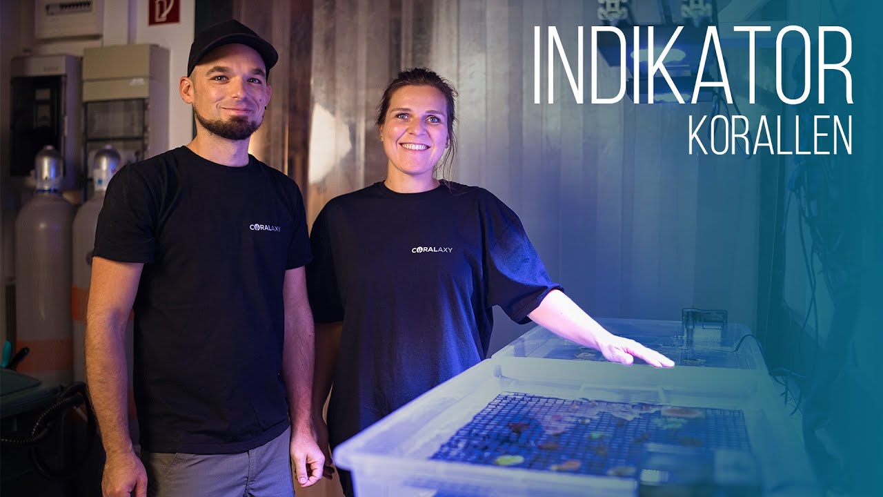 TOP 5 | Indikatorkorallen | Coralaxy