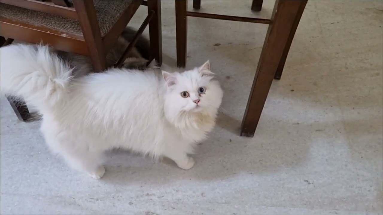 Cat brothers Bow & Yoongi's 4th stay moments ♥️  #catbrothers #catvideos 