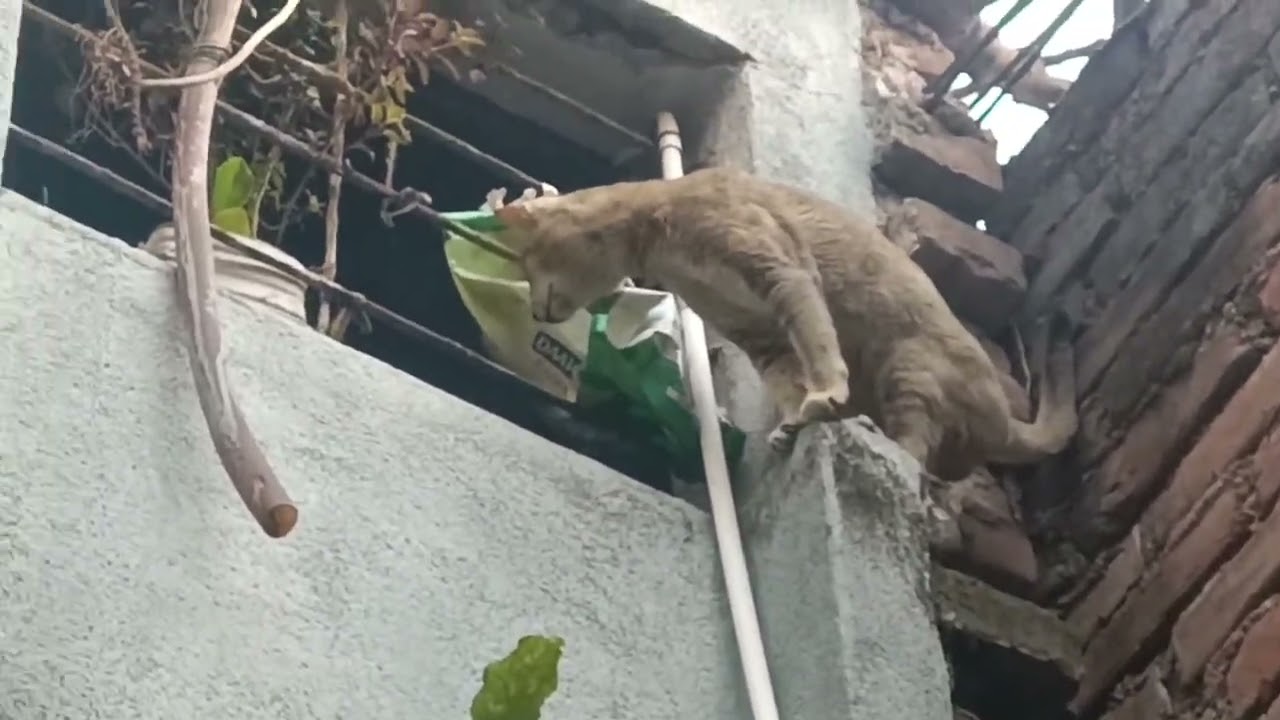 Funny🤣😆 cat#anmals #cuteanimal #cute #cutecat #cutecat #cute #kitten #kitten #funny 🤣😆🥰