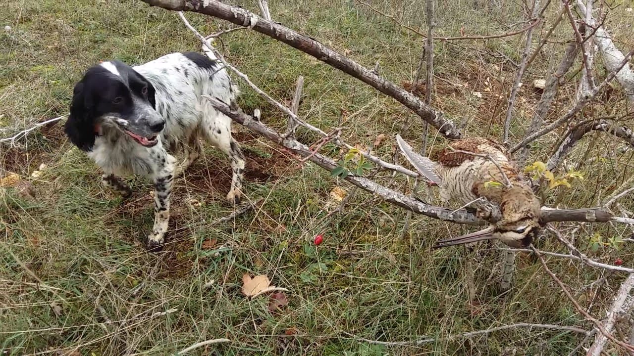 UN CACCIATORE DI BECCACCE (XII) Si comincia.. (caccia alla Beccaccia)