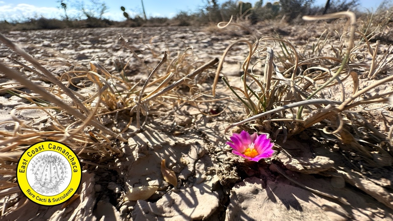 Lophophora alberto-vojtechii: la búsqueda interminable por un cactus miniatura