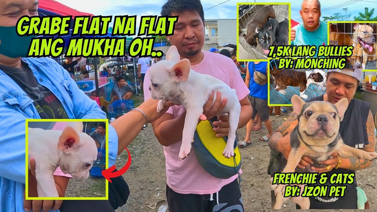 NAG-LIPANA ANG FRENCH BULLDOG NGAYON.. / MURANG BULLY NI MONCHING 7,5K LANG..