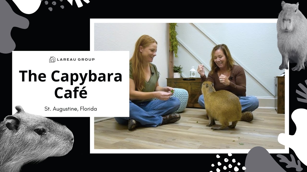 Discover the Capybara Cafe: St. Augustine’s Most Unique Spot!