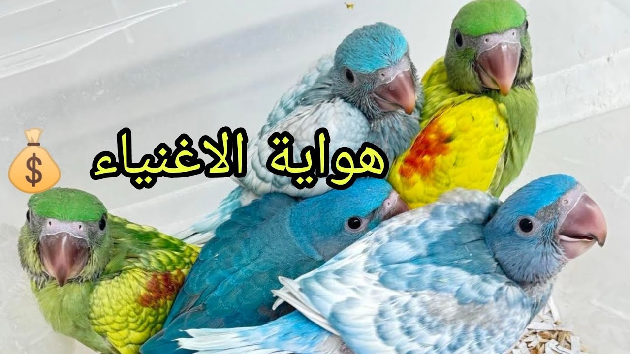 طرق الربح من تربية الببغاوات