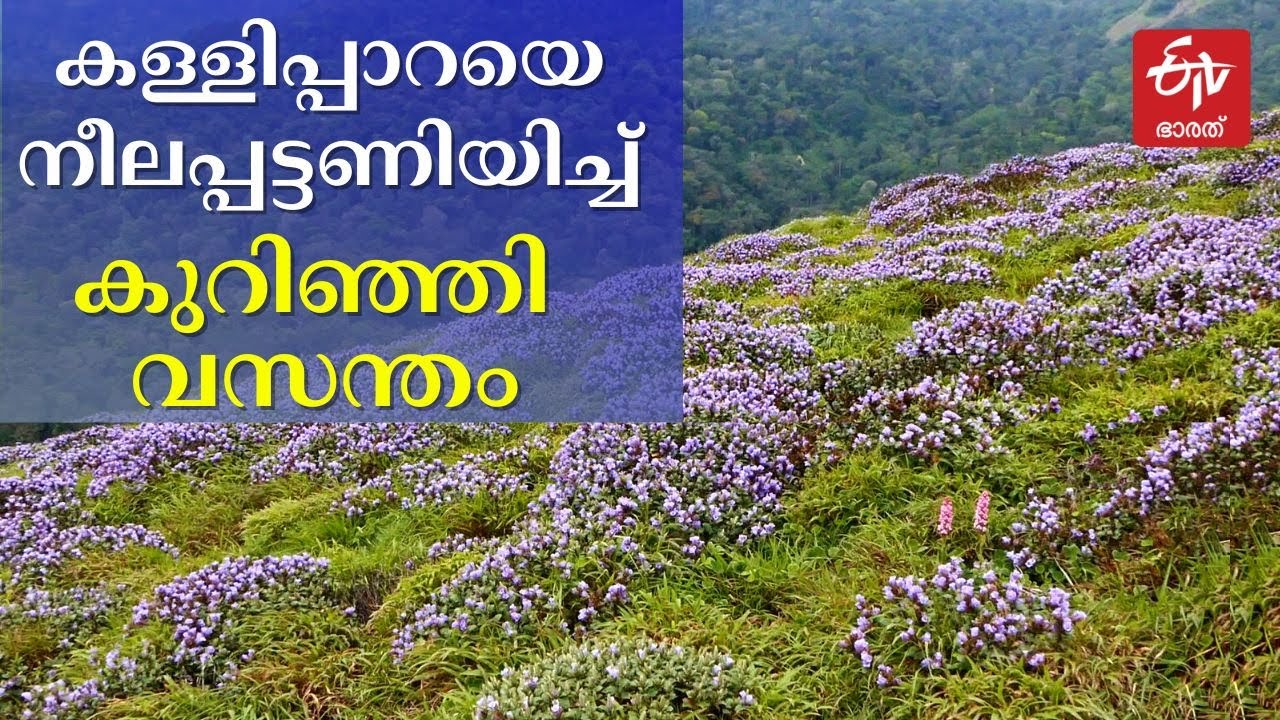 പശ്ചിമഘട്ടമലനിരകളെ നീലപ്പട്ടണിയിച്ച് വീണ്ടുമൊരു നീലക്കുറിഞ്ഞി വസന്തം | NEELAKURINJI BLOOMED IDUKKI