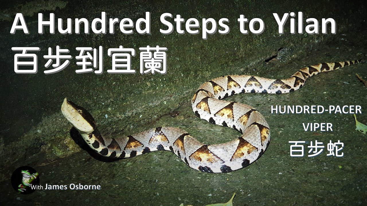 百步蛇 Deinagkistrodon acutus - 百步蛇 Hundred Steps To Yilan 百步到宜蘭