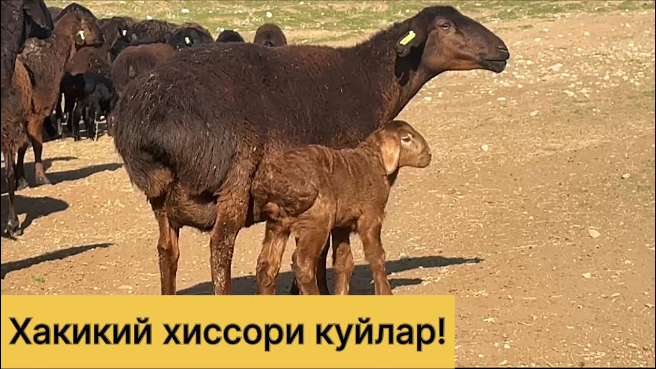 Сотилиб кетган!Хакикий хиссори куйлар! 