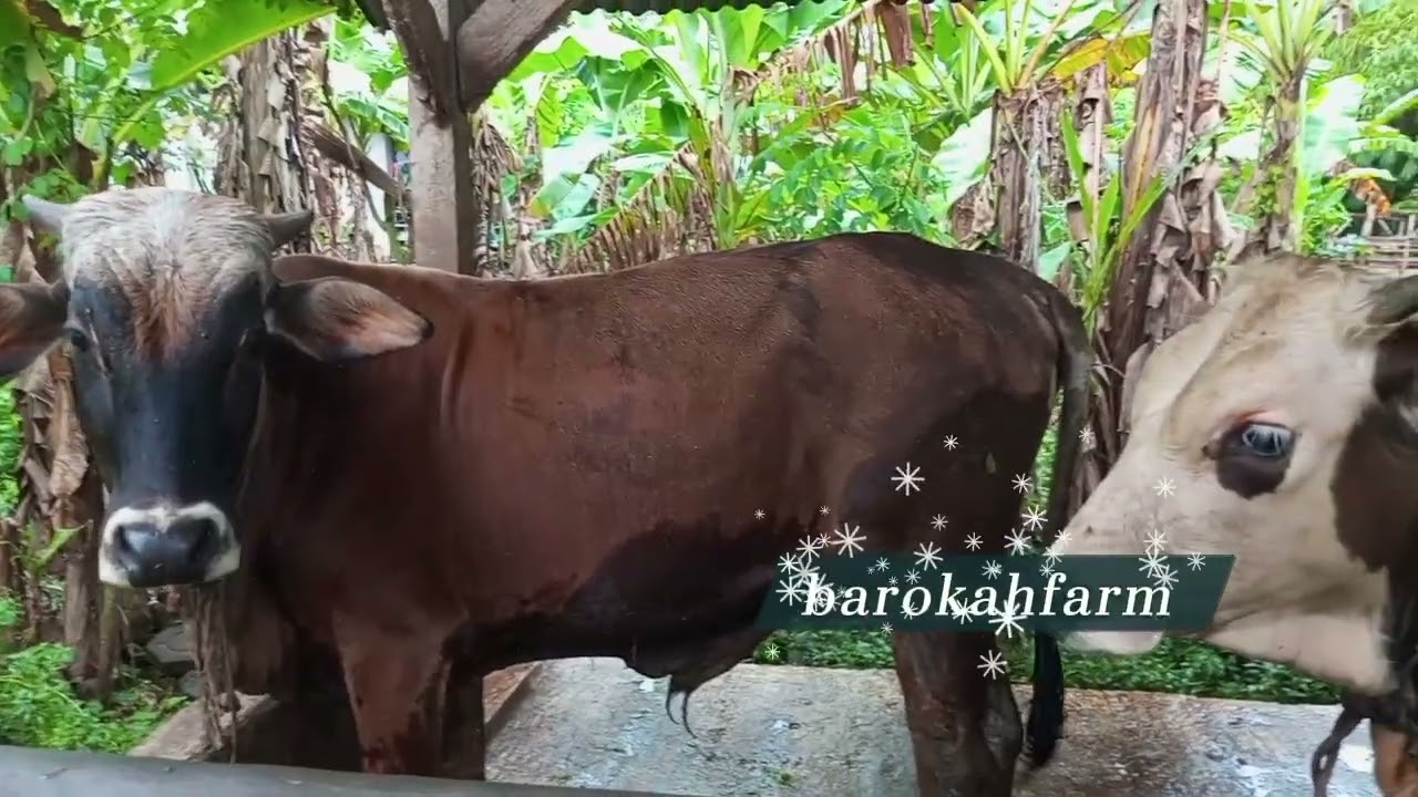 Cek kandang sapi pagi hari#video#peternak#sapi