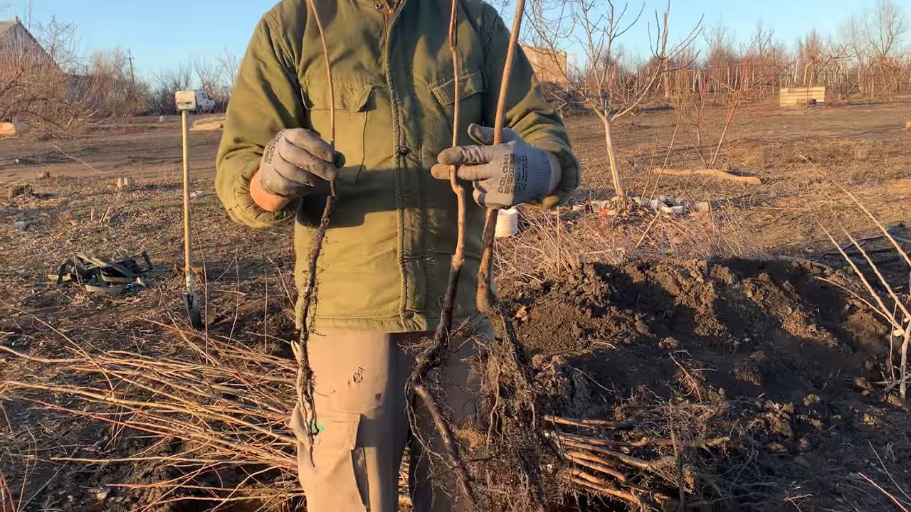 Підщепа хурми для тих, хто хоче  щепить сам. 