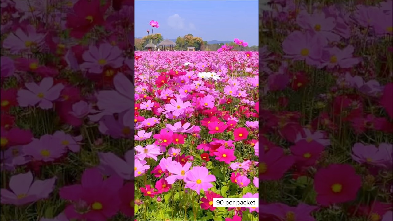 Rare Imported Cosmos Plant Seed Online Shopping 🪴 #cosmos #flowers #gardening #seeds