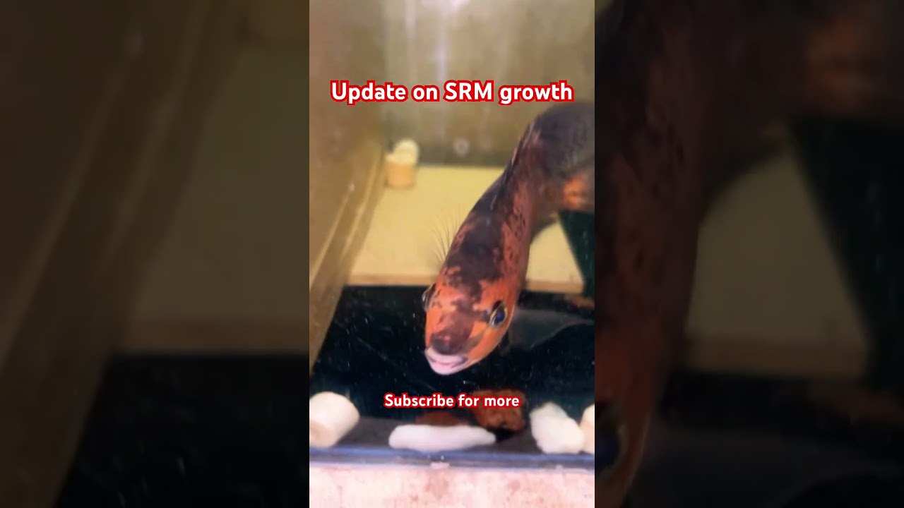 #SRM #Flowerhorn #fish #growth #update #subscribe #for #more #updates