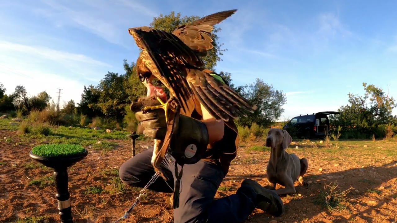 Adiestramiento halcon peregrino/ Falconry peregrine falcon Capitulo4- El señuelo /(FALCO PEREGRINUS)