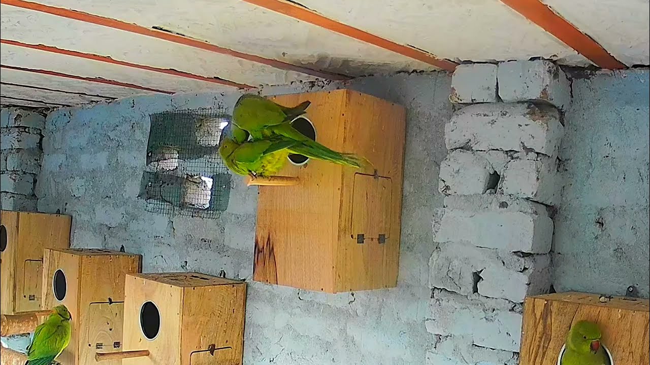 Ringneck parrot breeding season start 🦜😍