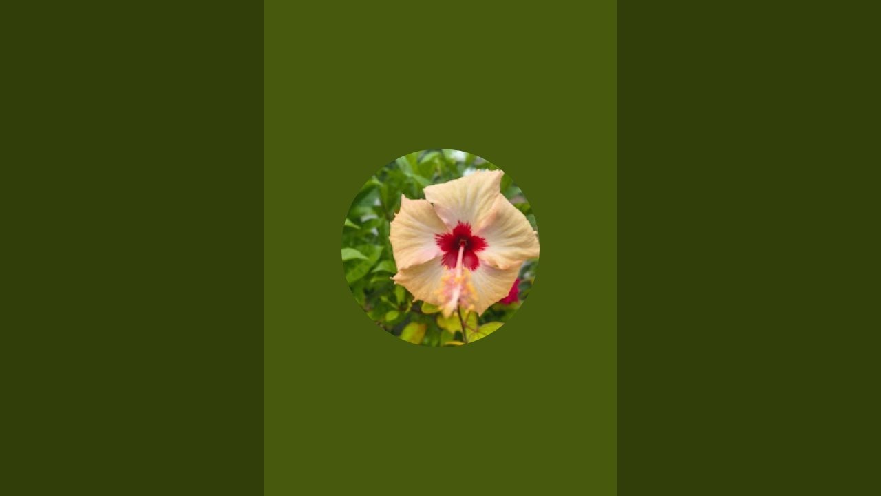 Preeti's Garden is live