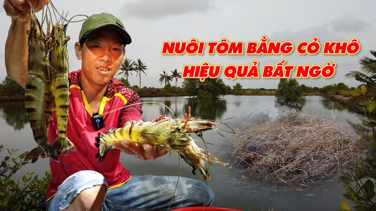Tạo mồi cho tôm sú nuôi quảng canh bằng cỏ khô