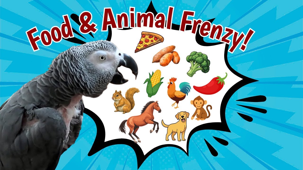 Einstein the Talking Parrot Goes on a Food & Animal Frenzy