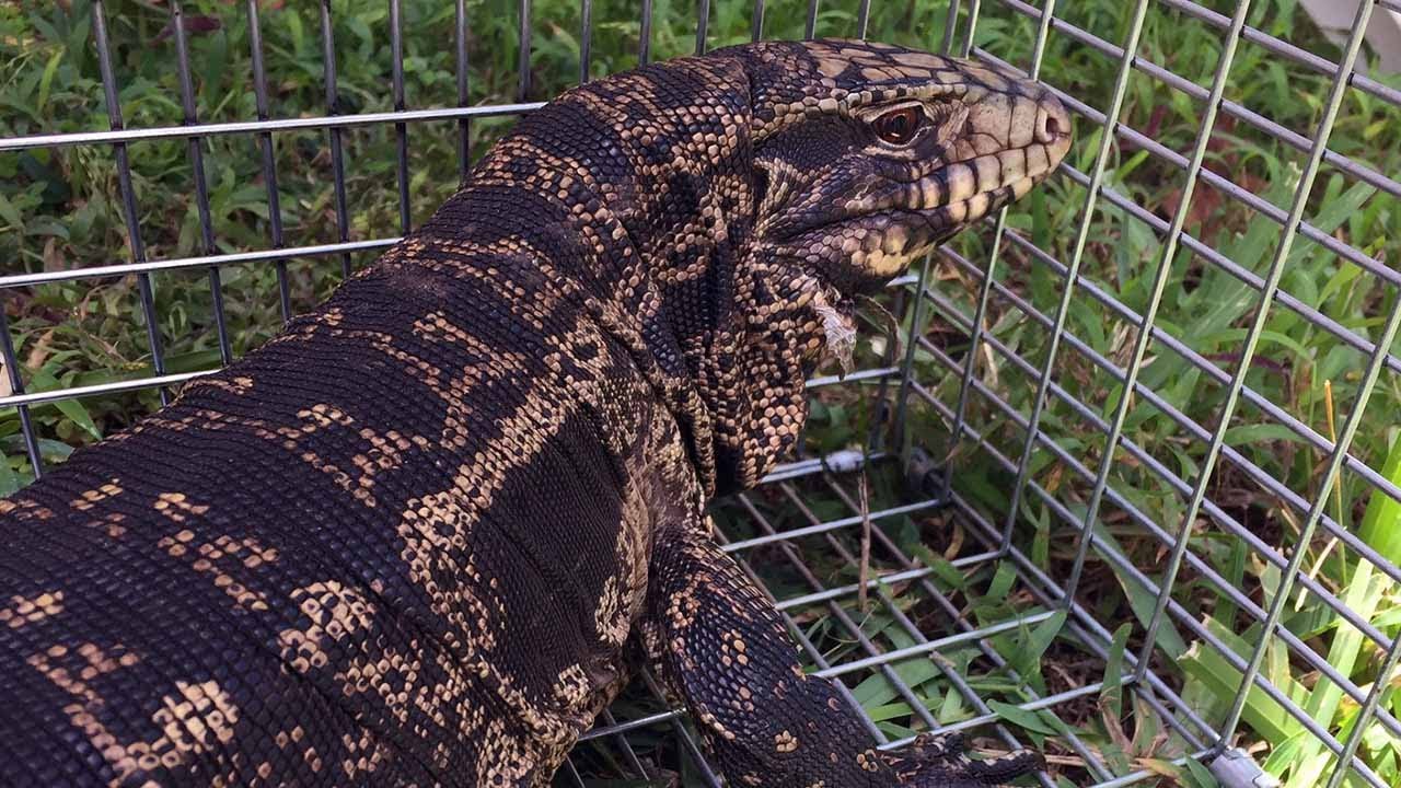 Invasive tegu lizards expanding territory in Florida