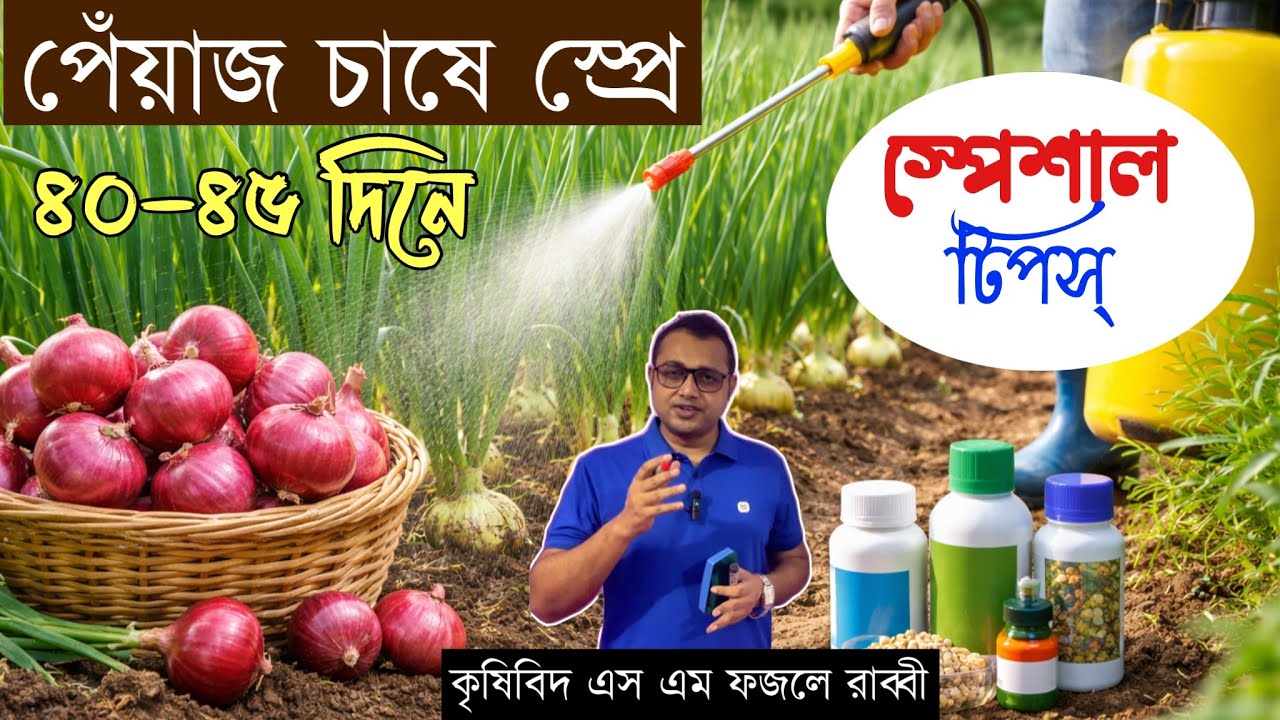 পেঁয়াজ চাষে ৪০–৪৫ দিনে কি স্প্রে করবেন? ফলন বাড়ানোর কার্যকর স্প্রে গাইড ||