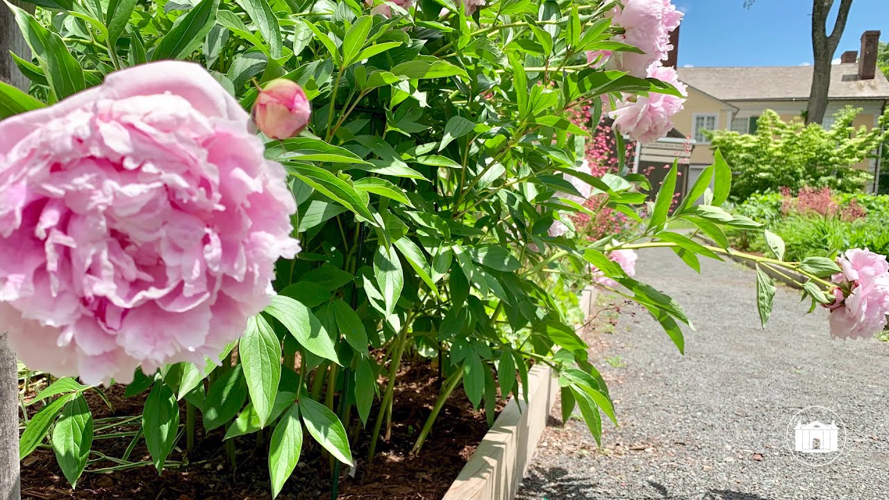 Florence Griswold Museum Garden