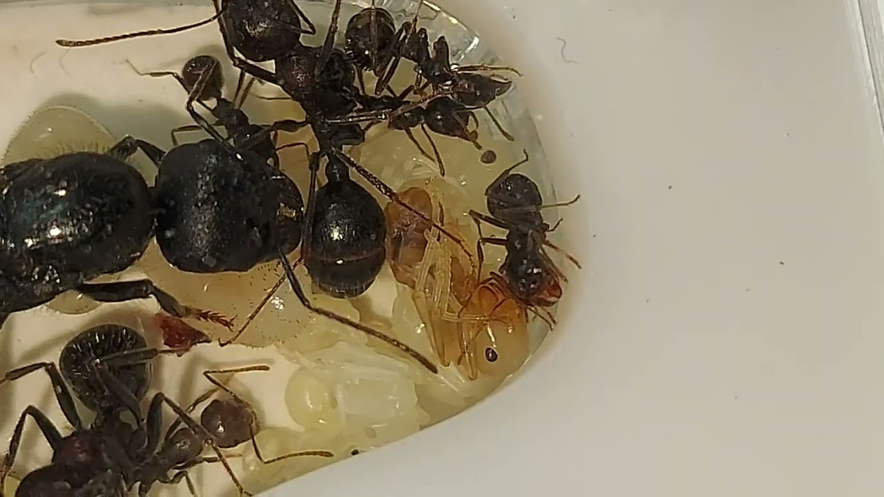 Муравей гигант (Messor arenarius)