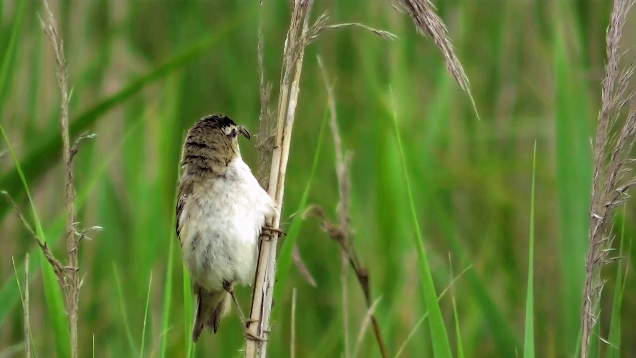 Reeds, the sound of water and the song of birds.