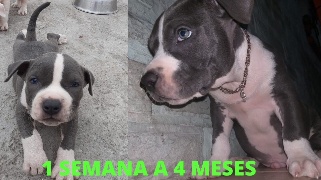 Crecimiento de mi Pitbull 0-4 MESES