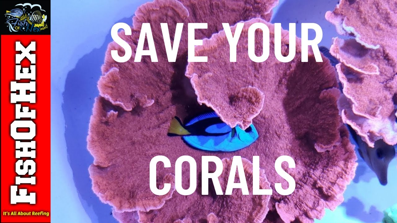 Низкое содержание нитратов и фосфатов в водорослях: стоит ли дозировать? | Pale Corals