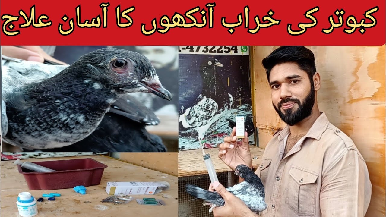 Kabootar Ki Kharab Aankh Ka 100% ilaj | How To Cure Pigeons Eye Infection || Sona Pigeon Club