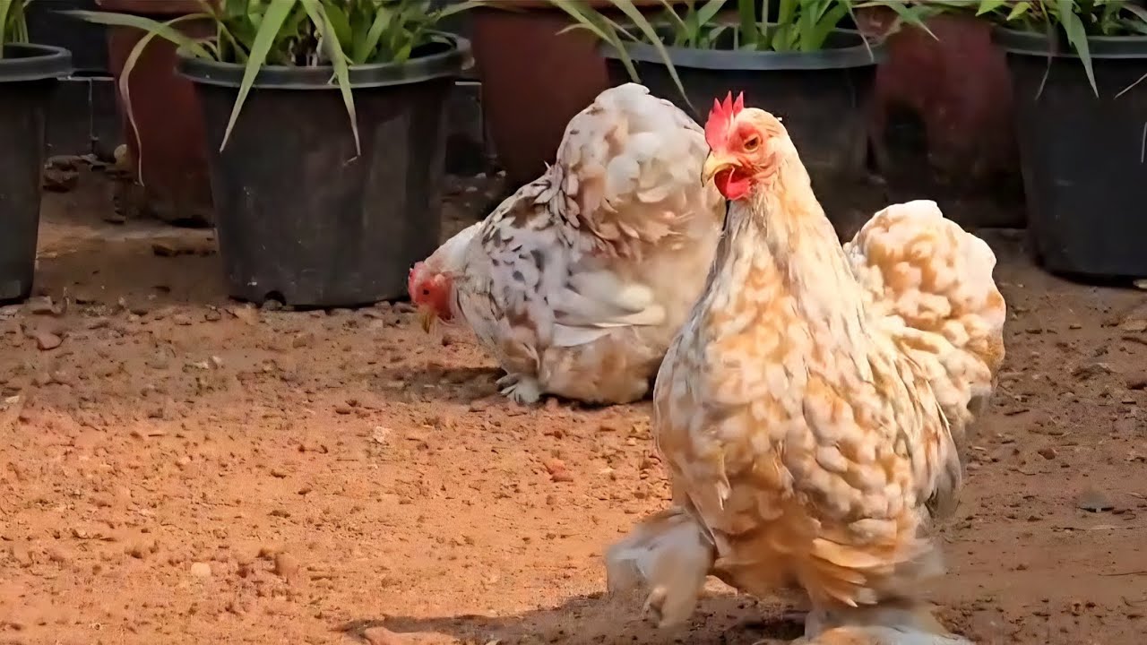 Hen farming hub @desitailsindia 