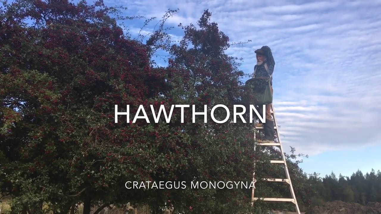 Hawthorn Berry - How to Harvest with Michael Pilarski 
