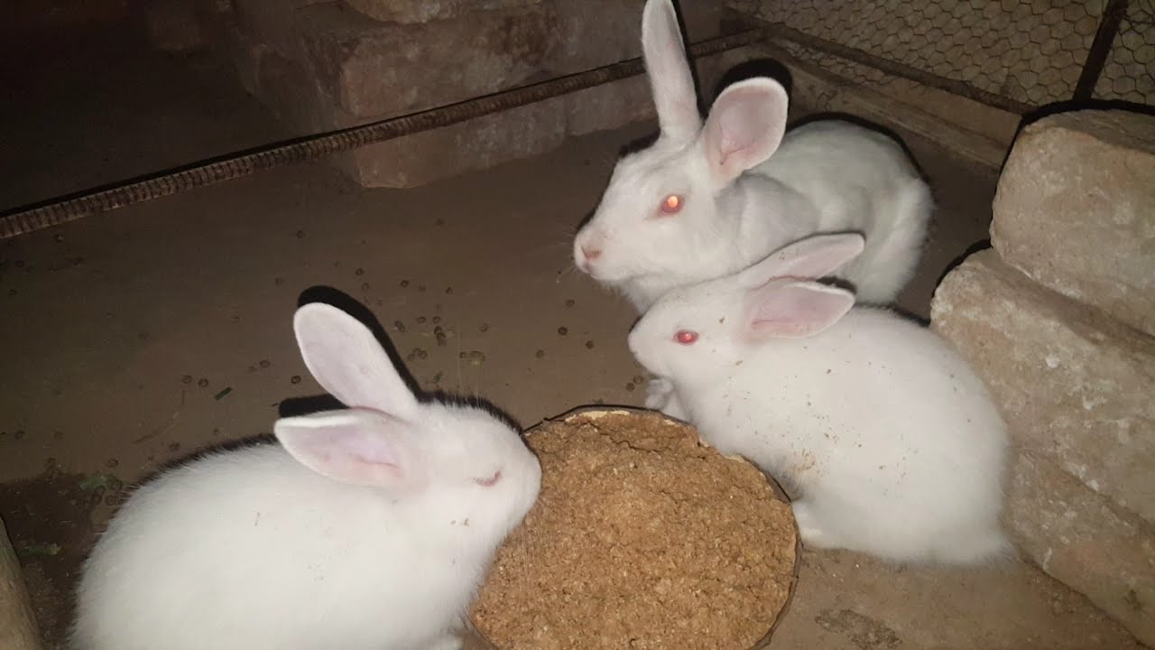 HiTech Feed for Rabbits || Hi Tech Wanda for Rabbits || Best Feed for Rabbits