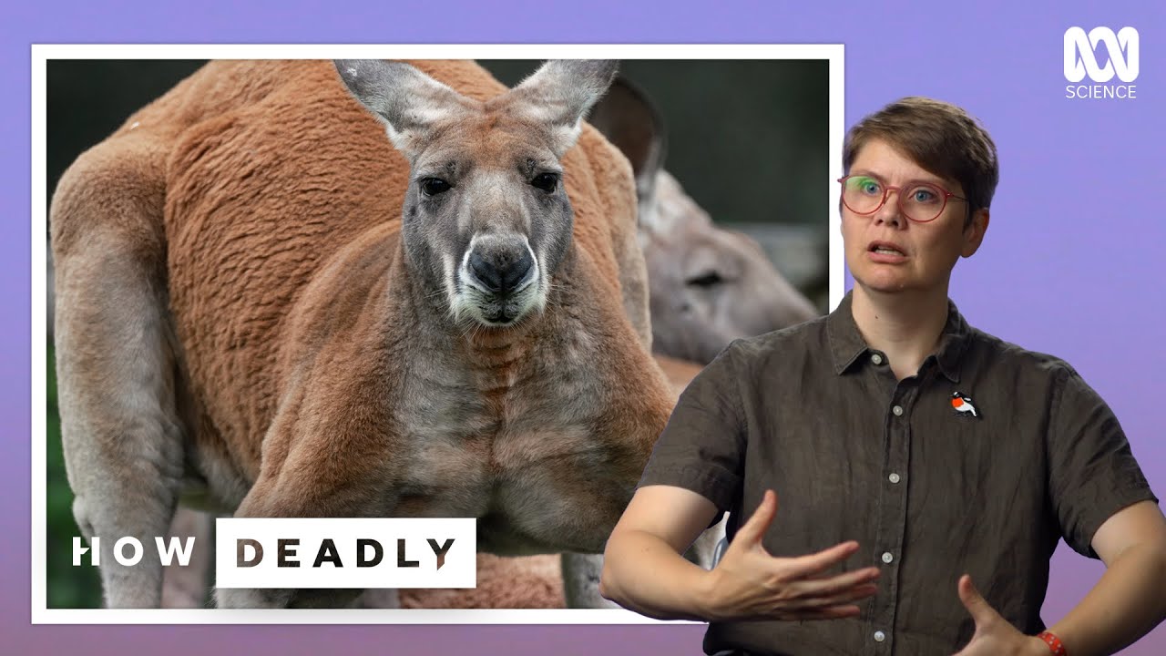 When Do Kangaroos Kill? Shocking Encounters Caught On Camera
