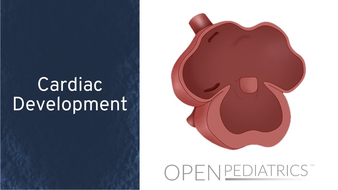 Развитие сердца, Л. Маккейб | OPENPediatrics