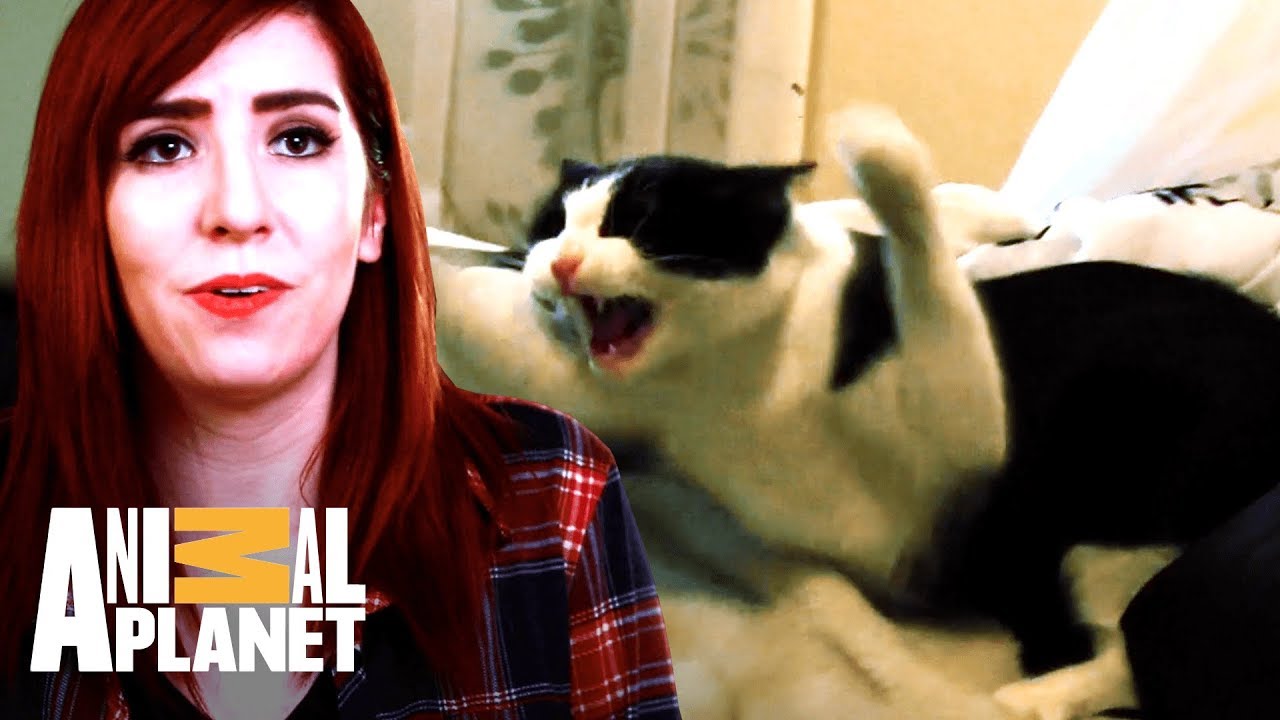 Gato violento não consegue conviver com outros gatos | Meu Gato Endiabrado | Animal Planet Brasil