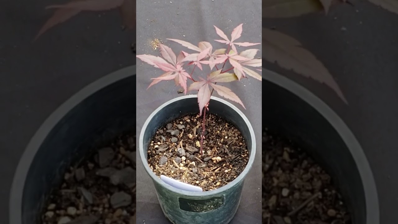 How Fast do Japanese Maple Trees Grow? | Growing from Seed