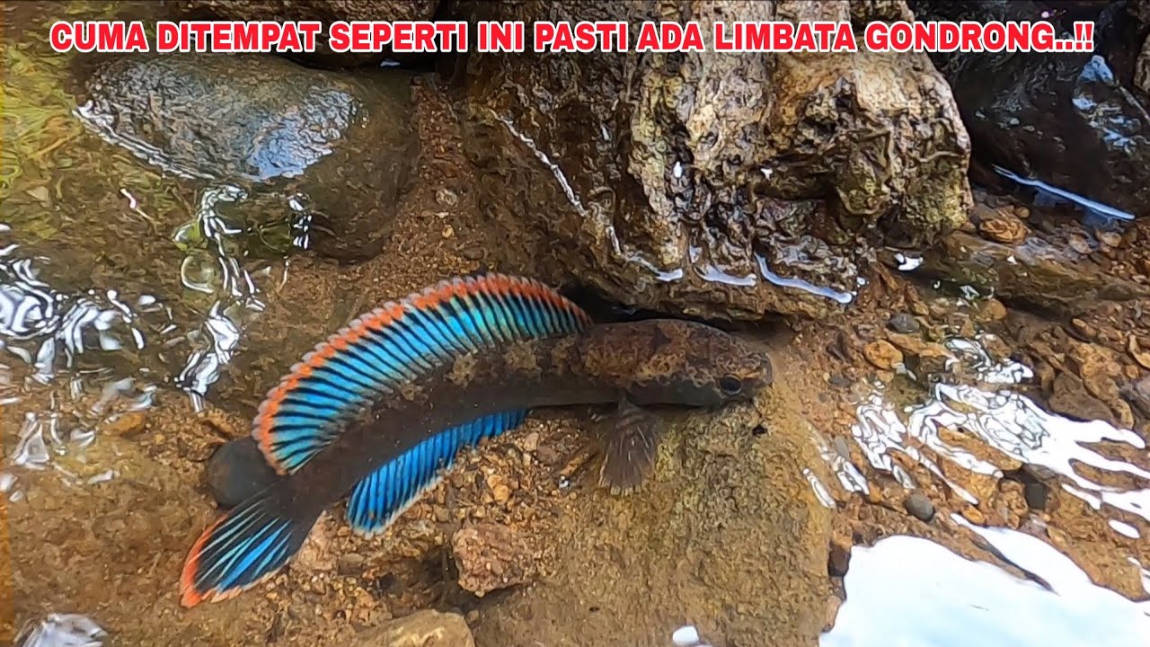 BUKTI NYATA..!! Ternyata Disungai Seperti Ini Gudangnya Channa Limbata Gondrong