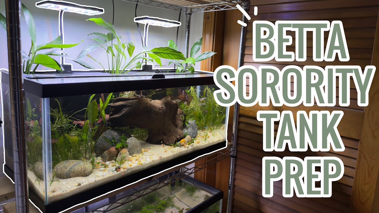 Transforming My Fish Rack for a Betta Sorority | 20 Gallon Setup + Prep