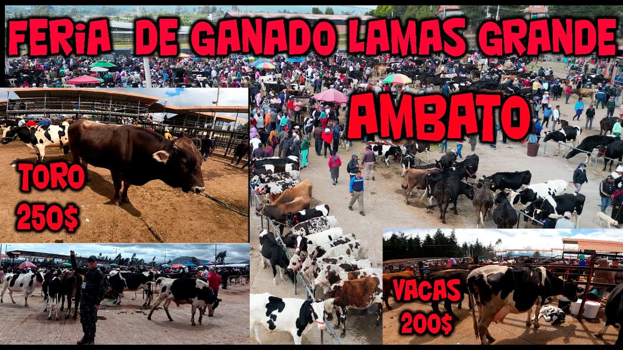 FERIA GANADERA DE AMBATO LA MAS GRANDE EN LA SIERRA ECUATORIANA