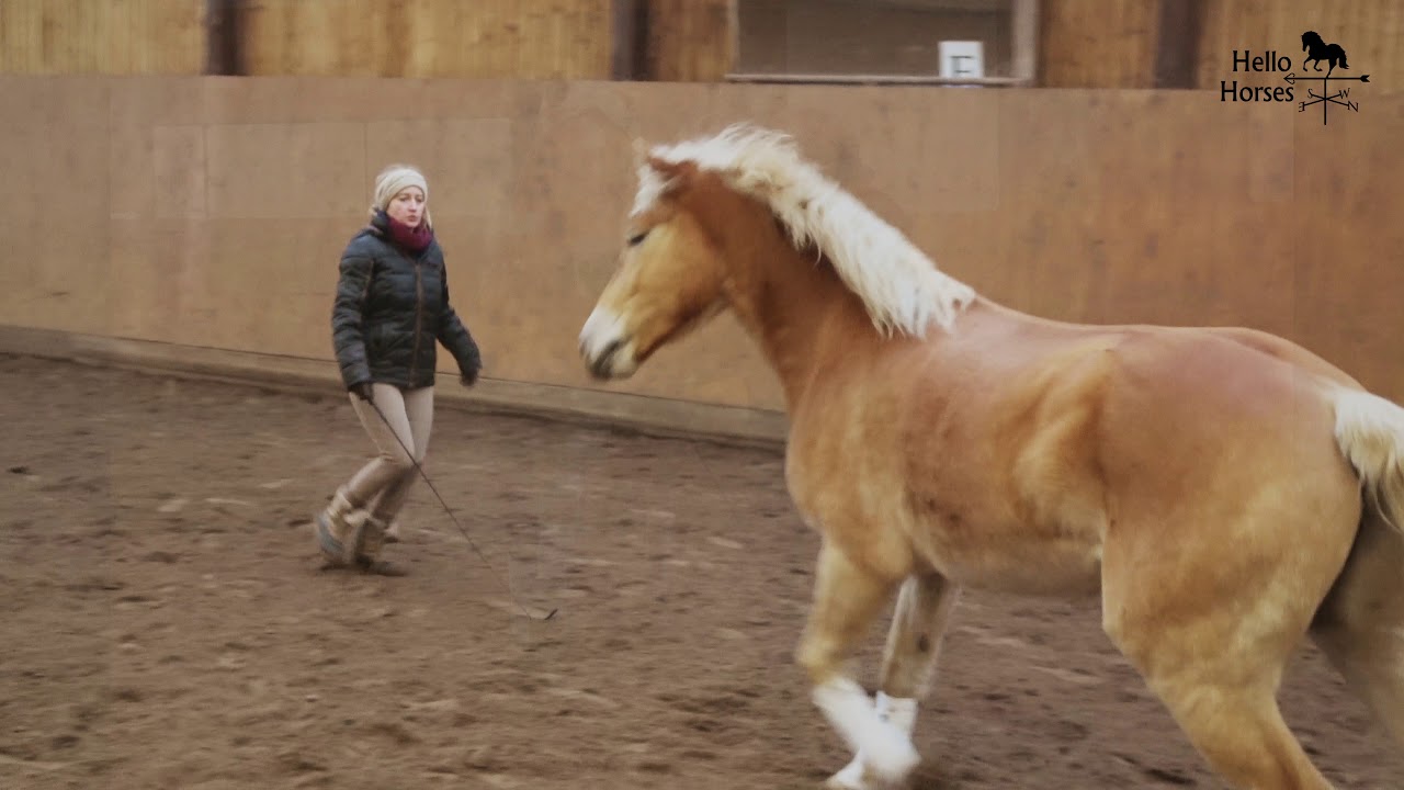 Haflinger zu verkaufen!