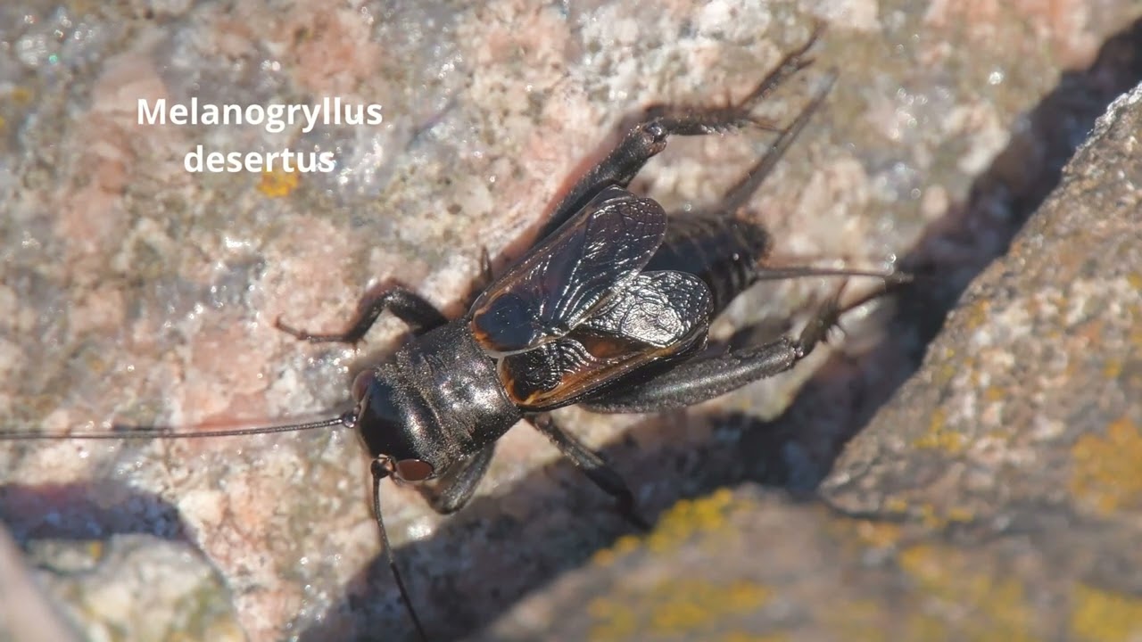 Melanogryllus desertus -- Steppengrille